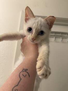 Rescue Siamese Cats for Adoption in Albuquerque, New Mexico - Flicker | PetCurious