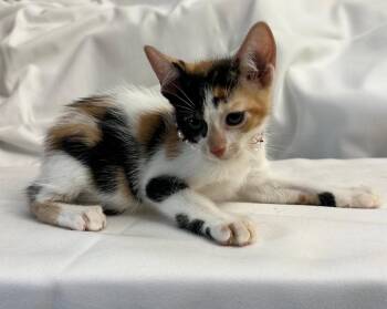 Domestic Short Hair Cats Available for Adoption in Margate, Florida - LUMENA | PetCurious