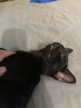 Turkey Leg -  Domestic Short Hair Cat for Adoption in Fort Collins, Colorado - Turkey Leg | PetCurious