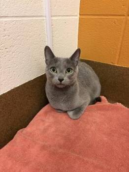Bluey -  Russian Blue Cat for Adoption in Wichita, Kansas - Bluey | PetCurious