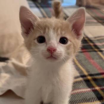 Cream -  Domestic Short Hair Cat for Adoption in Lyle, Minnesota - Cream | PetCurious
