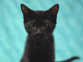 Pajeon -  Domestic Short Hair Cat for Adoption in Portland, Oregon - Pajeon | PetCurious