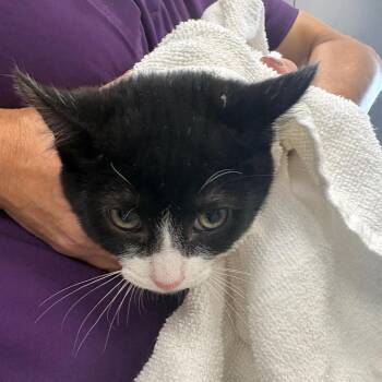 Mittens -  Domestic Short Hair Cat for Adoption in Morganton, North Carolina - Mittens | PetCurious