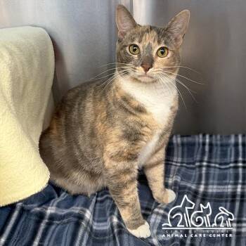 Domestic Short Hair Cats Available for Adoption in Irvine, California - JOURNEY | PetCurious