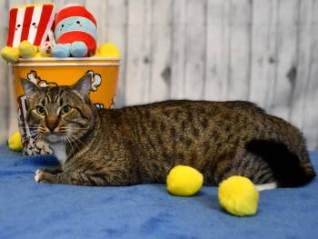 Sweeney -  Domestic Short Hair Cat Available for Adoption in Roanoke, Texas - Sweeney | PetCurious