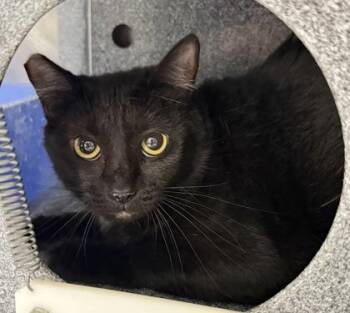 Princess -  Domestic Short Hair Cat for Adoption in Daytona Beach, Florida - Princess | PetCurious