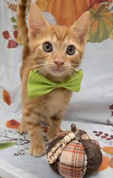 Maverick -  Domestic Short Hair and Tabby Cat for Adoption in Attalla, Alabama - Maverick | PetCurious