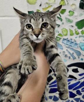 FORKY -  Domestic Short Hair Cat for Adoption in Pensacola, Florida - FORKY | PetCurious