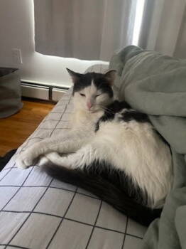 Rescue American Shorthair Cats for Adoption in Westwood, New Jersey - Ricky | PetCurious