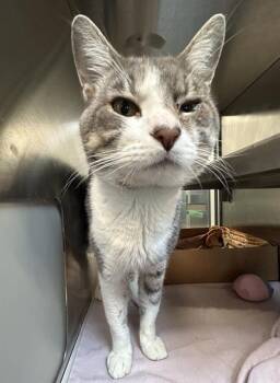 Rescue Domestic Short Hair Cats for Adoption in Baytown, Texas - FOXO | PetCurious