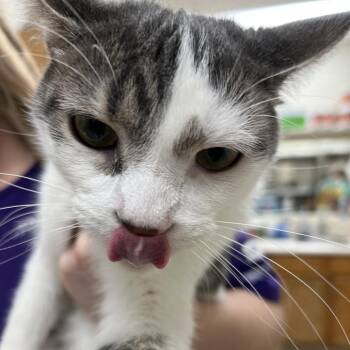 Domestic Short Hair Cats Available for Adoption - Jack | PetCurious