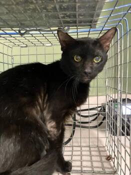 Domestic Short Hair Cats Available for Adoption in Jacksonville, Florida - DARTH KITTIOUS | PetCurious
