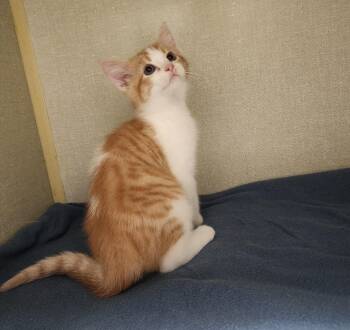 Rescue Domestic Short Hair Cats for Adoption in Tulsa, Oklahoma - St Nick | PetCurious