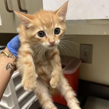 07/13/2026-Stray-BayAvenue-2 -  Domestic Short Hair Cat for Adoption in Columbus, Georgia - 07/13/2026-Stray-BayAvenue-2 | PetCurious