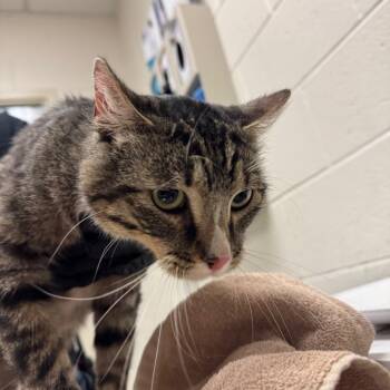 Charlie -  Domestic Short Hair Cat for Adoption in Murray, Utah - Charlie | PetCurious