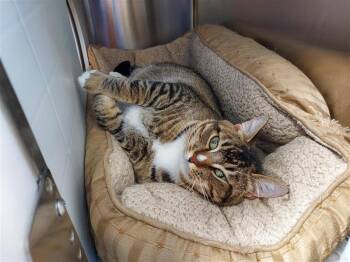 Domestic Short Hair Cats Available for Adoption - Evermore | PetCurious