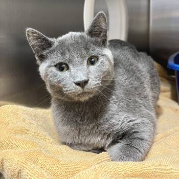 Rescue Domestic Short Hair Cats for Adoption in York, Pennsylvania - Otis | PetCurious