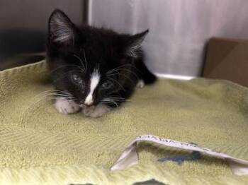 Domestic Short Hair Cats Available for Adoption - Oingo | PetCurious