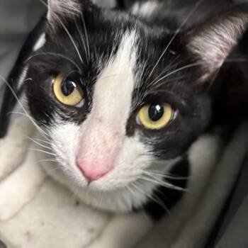 Flounder -  Domestic Short Hair Cat for Adoption in Allentown, Pennsylvania - Flounder | PetCurious