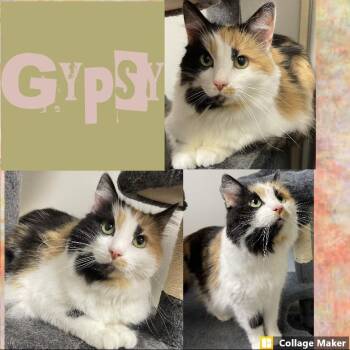 Gypsy -  Domestic Medium Hair Cat for Adoption in Clearfield, Pennsylvania - Gypsy | PetCurious