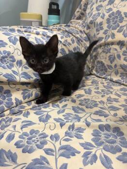 Gypsy -  Domestic Short Hair Cat for Adoption in Lovingston, Virginia - Gypsy | PetCurious