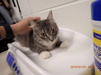 A531639 -  Domestic Medium Hair Cat Available for Adoption in St. Peters, Missouri - A531639 | PetCurious