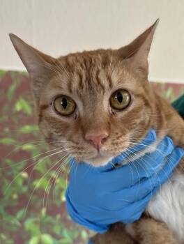 Domestic Short Hair Cats Available for Adoption - Dorian | PetCurious
