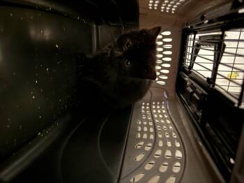 Domestic Short Hair Cats Available for Adoption - Gizmo | PetCurious