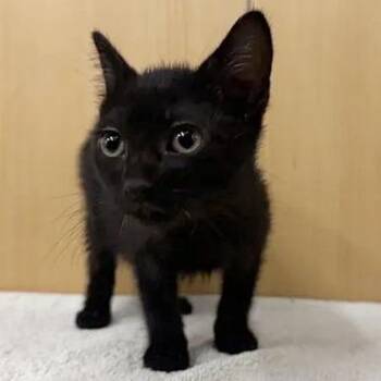 Salt -  Domestic Short Hair Cat for Adoption in Brentwood, Missouri - Salt | PetCurious