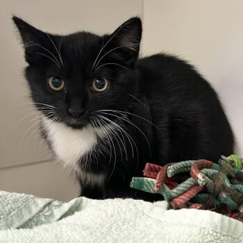 Barlow (ID 53592) -  Domestic Short Hair Cat for Adoption in Manassas, Virginia - Barlow (ID 53592) | PetCurious