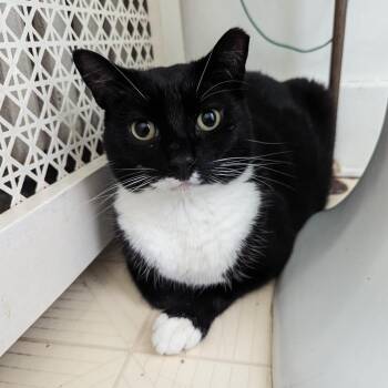 Binx -  Domestic Short Hair Cat for Adoption in Baltimore, Maryland - Binx | PetCurious