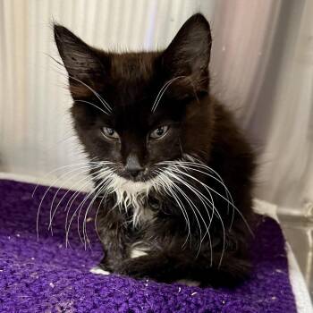 Aelin -  Domestic Long Hair Cat for Adoption in Cumming, Georgia - Aelin | PetCurious