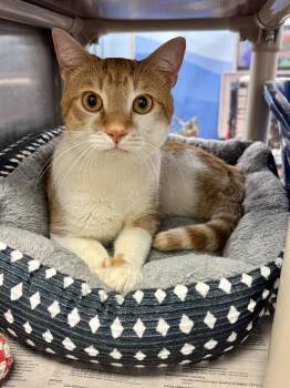 Travis -  Domestic Short Hair Cat for Adoption in Herndon, Virginia - Travis | PetCurious