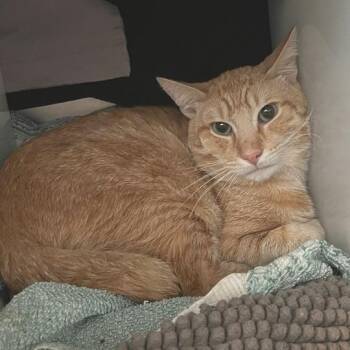 Domestic Short Hair Cats Available for Adoption in Los Angeles, California - Luke | PetCurious