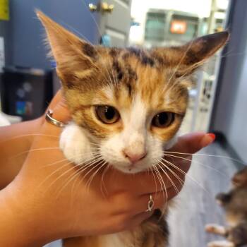 Clawdia -  Domestic Short Hair Cat for Adoption in Lake Jackson, Texas - Clawdia | PetCurious