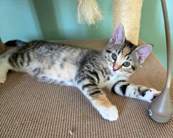 Domestic Short Hair Cats Available for Adoption in Mission Viejo, California - Mariachi | PetCurious