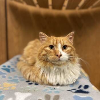 Domestic Medium Hair Cats Available for Adoption - Huckleberry | PetCurious
