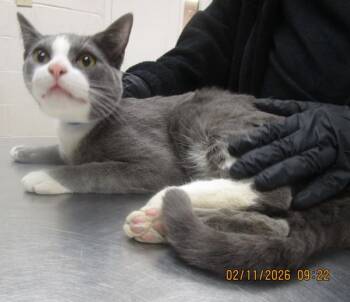 Domestic Short Hair Cats Available for Adoption - Elliot(706) | PetCurious