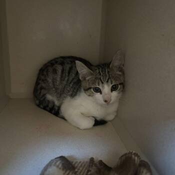 Smarty Pants -  Domestic Short Hair Cat for Adoption in Louisville, Kentucky - Smarty Pants | PetCurious