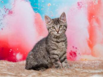 MANY KITTENS AVAILABLE MID JUNE -  Domestic Short Hair Cat for Adoption in Rocklin, California - MANY KITTENS AVAILABLE MID JUNE | PetCurious
