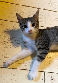 Ocean aka Snowpea -  Domestic Short Hair Cat for Adoption in Gorham, Maine - Ocean Aka Snowpea | PetCurious