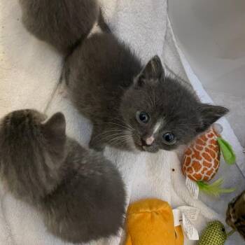Sugar -  Domestic Short Hair Cat for Adoption in Bel Air, Maryland - Sugar | PetCurious