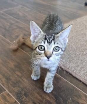 Rescue Domestic Short Hair Cats for Adoption in Rossville, Tennessee - Dunkin | PetCurious