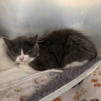 Squash -  Domestic Long Hair Cat for Adoption in Council Bluffs, Iowa - Squash | PetCurious