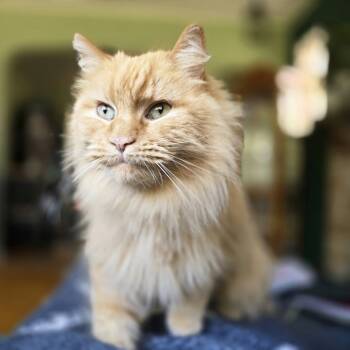 Rescue Domestic Long Hair Cats for Adoption in Etna, Pennsylvania - Mac | PetCurious
