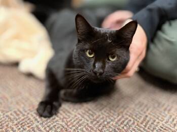 Rescue Domestic Short Hair Cats for Adoption in Palo Alto, California - PANTHER | PetCurious