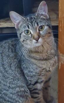 Rescue Domestic Short Hair Cats for Adoption in Sioux City, Iowa - Michaela | PetCurious