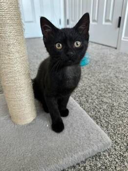 Peach -  Domestic Short Hair Cat for Adoption in Lancaster, Pennsylvania - Peach | PetCurious