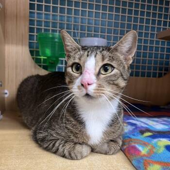 Marshall -  Domestic Short Hair Cat for Adoption in Manhattan, Kansas - Marshall | PetCurious