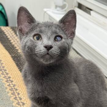 Rescue Domestic Short Hair Cats for Adoption in Mount Laurel Township, New Jersey - French Onion | PetCurious